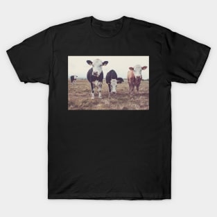 Curious Cows T-Shirt